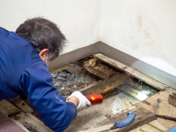 Best Mold Testing  in Beverly Hills, FL