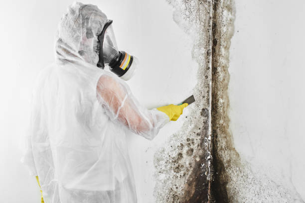 Best Home Mold Removal  in Beverly Hills, FL