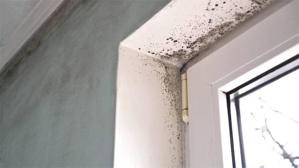 Best Home Mold Removal  in Beverly Hills, FL