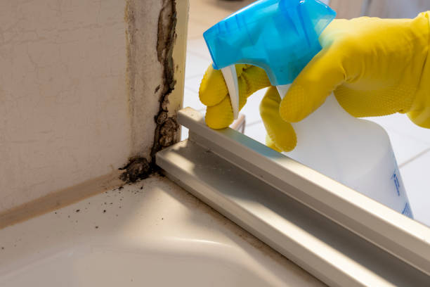 Best Mold Remediation  in Beverly Hills, FL