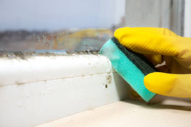 Best Fast Mold Removal  in Beverly Hills, FL