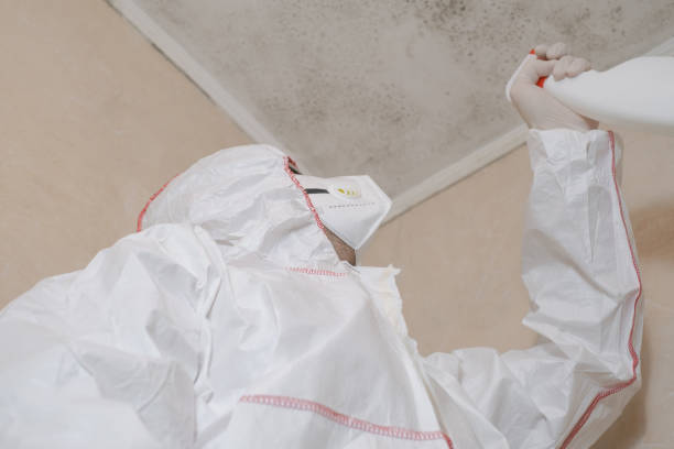 Best Same-Day Mold Removal  in Beverly Hills, FL