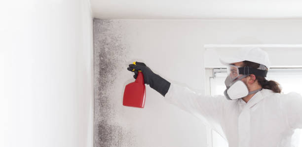 Best Emergency Mold Removal  in Beverly Hills, FL