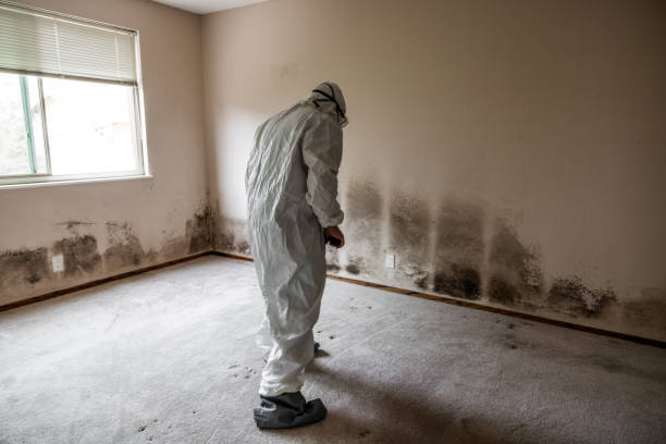 Best Commercial Mold Removal  in Beverly Hills, FL
