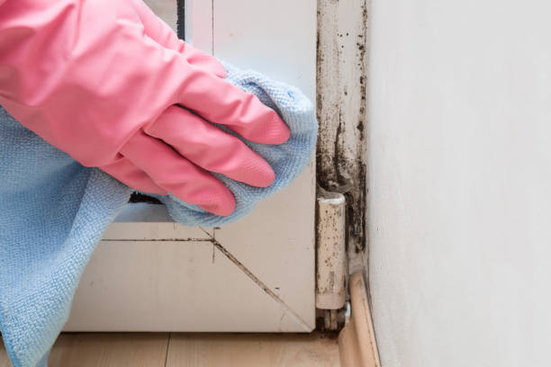 Best Attic Mold Removal  in Beverly Hills, FL