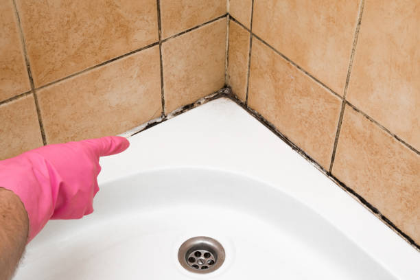 Best Local Mold Removal Service  in Beverly Hills, FL